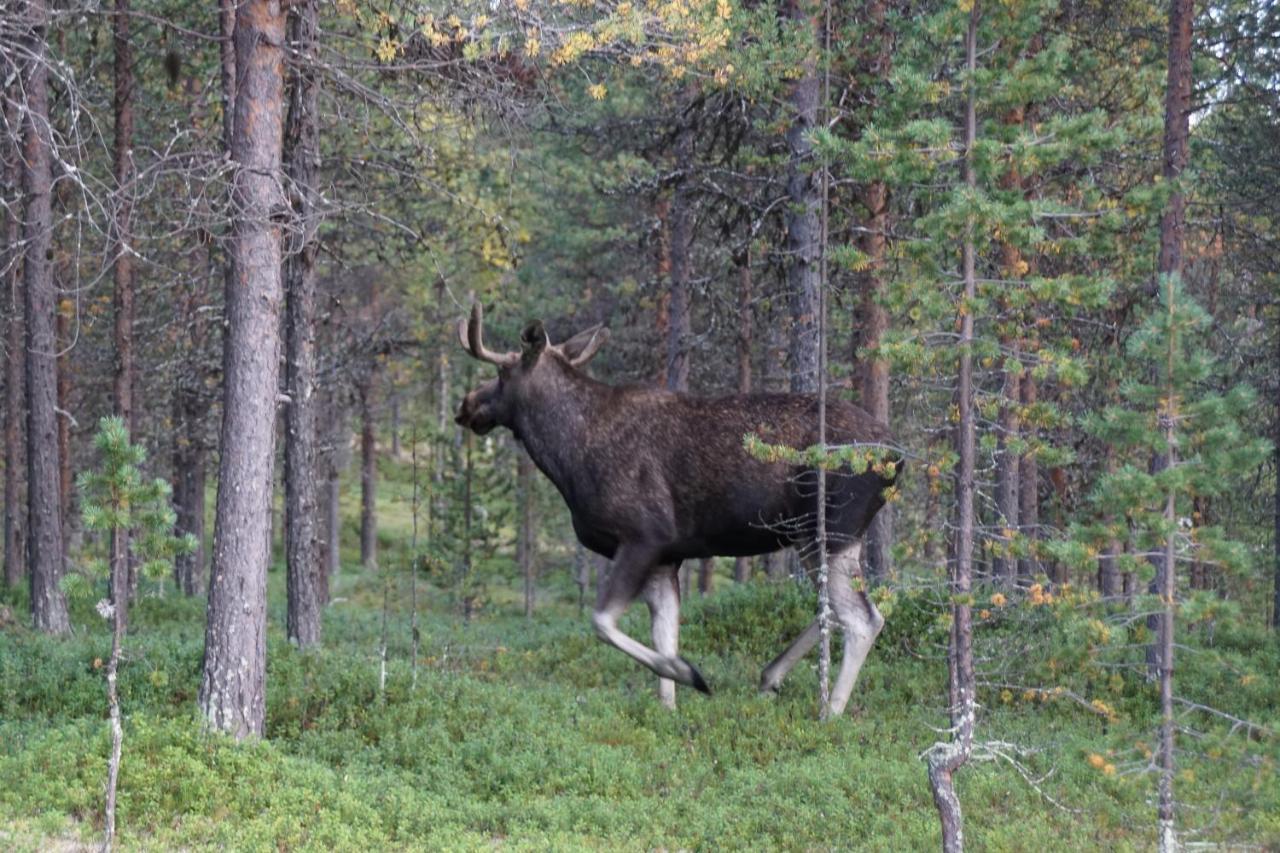 Moekki - The White Blue Wilderness Lodge Inari Εξωτερικό φωτογραφία